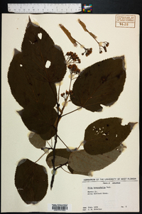 Tilia heterophylla image