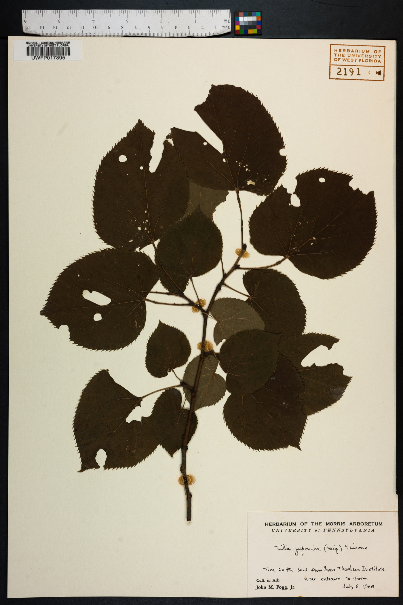 Tilia japonica image