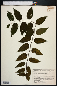 Celtis laevigata image