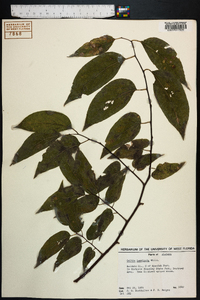 Celtis laevigata image