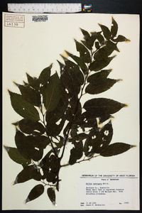 Celtis laevigata image