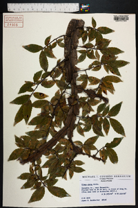 Ulmus alata image