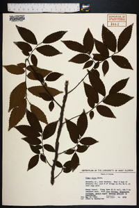 Ulmus alata image