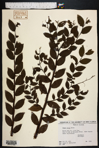 Ulmus alata image