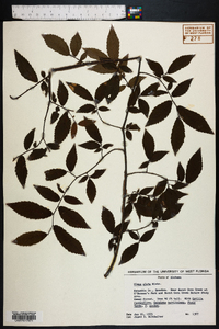 Ulmus alata image