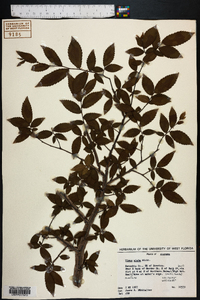 Ulmus alata image