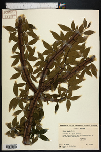 Ulmus alata image