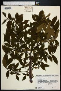 Ulmus alata image