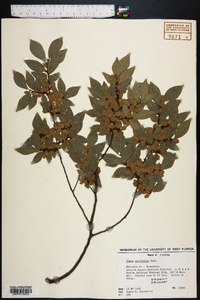 Ulmus parvifolia image