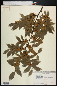 Ulmus parvifolia image