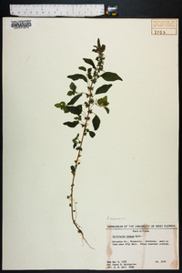 Parietaria pensylvanica image