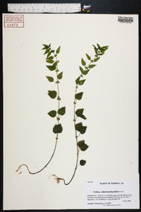 Urtica chamaedryoides image