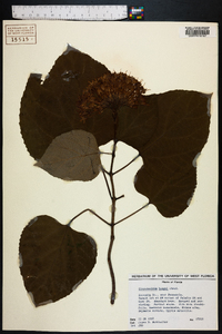 Clerodendrum bungei image