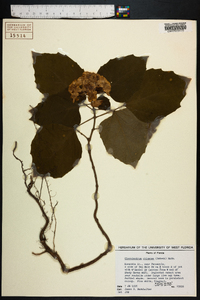 Clerodendrum chinense image