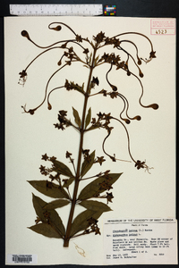 Clerodendrum indicum image