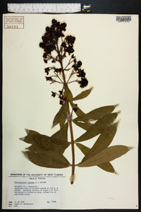 Clerodendrum indicum image