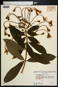 Clerodendrum indicum image