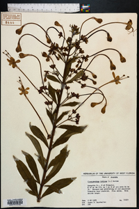 Clerodendrum indicum image