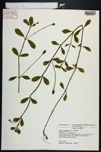 Phyla nodiflora image