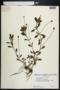 Phyla nodiflora image