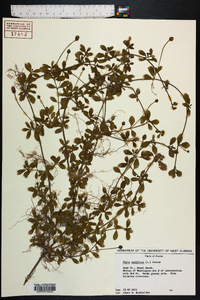 Phyla nodiflora image