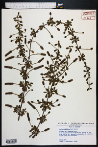 Phyla nodiflora image