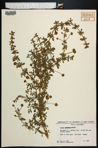 Phyla nodiflora image