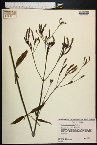 Verbena brasiliensis image