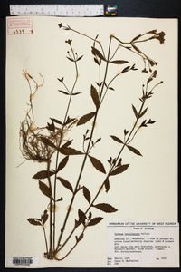 Verbena brasiliensis image