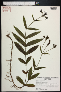 Verbena rigida image