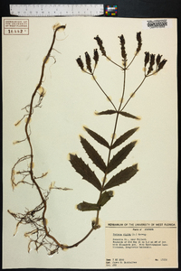 Verbena rigida image