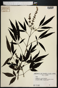 Vitex agnus-castus image