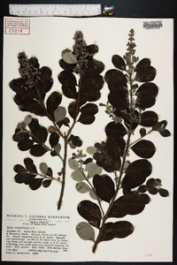 Vitex rotundifolia image