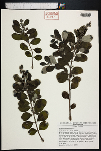 Vitex rotundifolia image