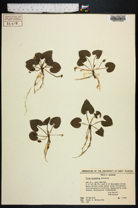 Viola hirsutula image