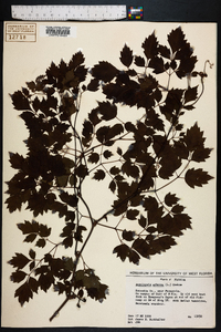 Ampelopsis arborea image