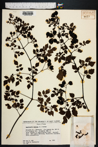 Ampelopsis arborea image