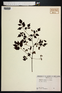 Ampelopsis arborea image