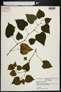 Ampelopsis cordata image