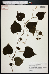 Ampelopsis cordata image