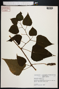 Ampelopsis cordata image