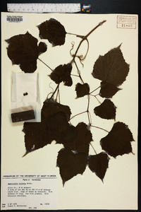 Ampelopsis cordata image