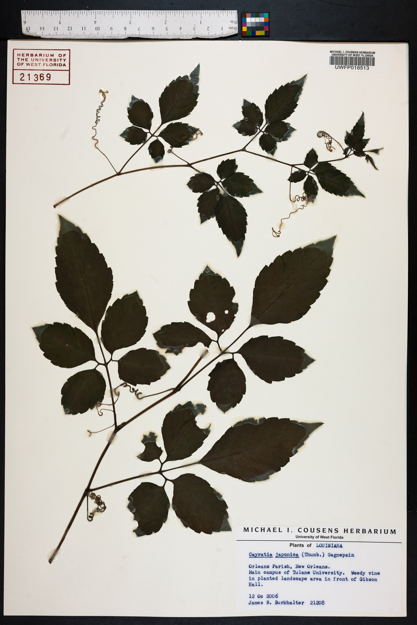 Cayratia japonica image