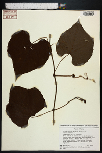 Vitis cinerea image