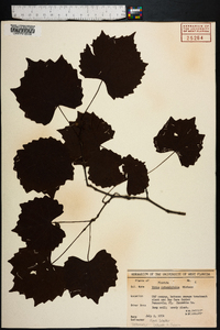 Vitis rotundifolia image