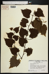 Vitis rotundifolia image