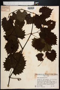 Vitis rotundifolia image