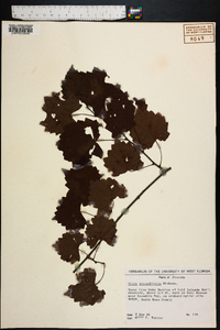 Vitis rotundifolia image