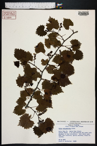 Vitis rotundifolia image