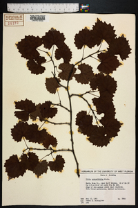 Vitis rotundifolia image